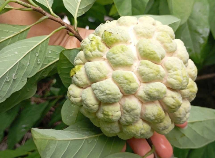 5 tác dụng của na, một ngày nên ăn bao nhiêu quả?