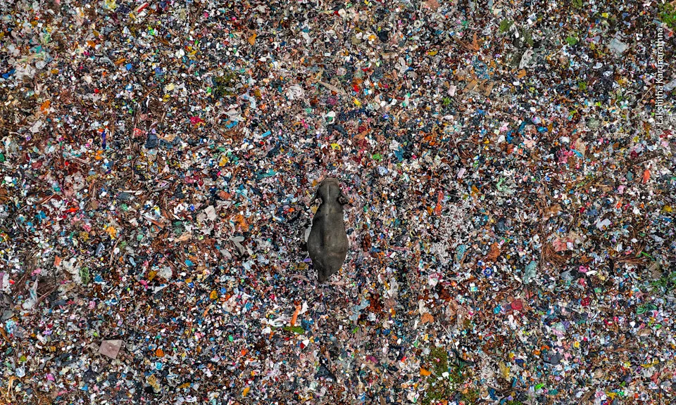 An aerial view of an elephant walking through a garbage dump.
