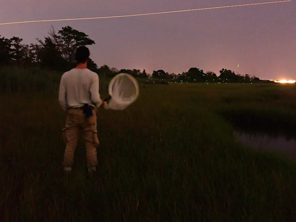 Richard Joyce, conservation biologist for the Xerces Society, conducting firefly surveys in Brick, New Jersey.
