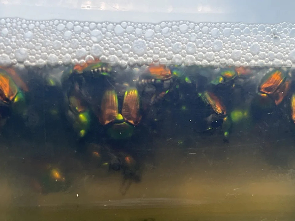 Hungry Japanese beetles are a formidable foe for Wisconsin vineyard owners