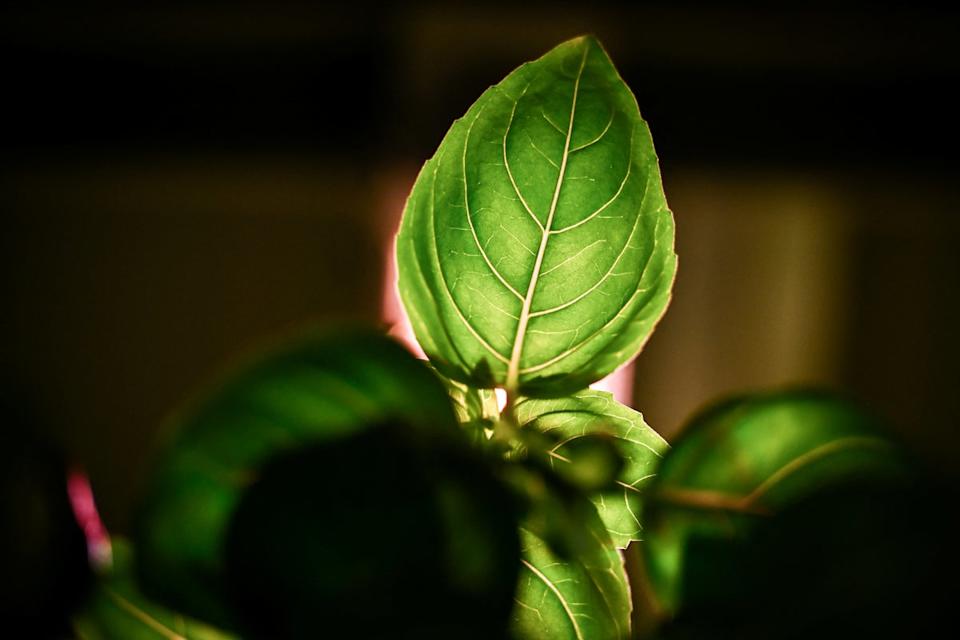There are multiple species of basil. All of them contain antioxidants that can help slash the risk of chronic disease (AFP/Getty)