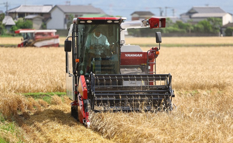 国産でもコメの半額　麦価格の不思議　混ぜご飯などで人気