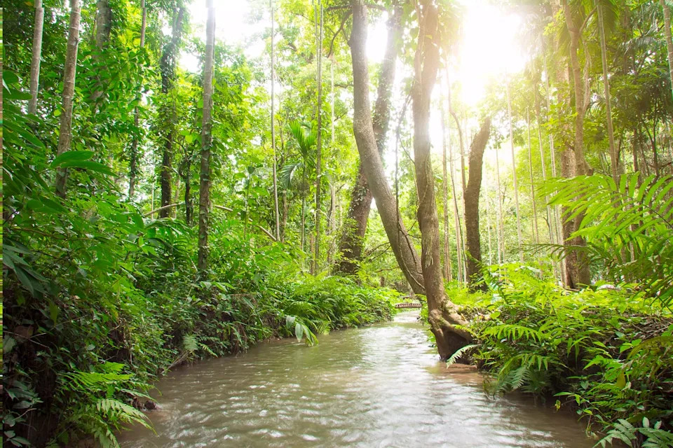 A Texas woman who was reported missing by her family has been found living among a lost ‘African’ tribe in a Scottish forest, according to a report. (Getty Images/iStockphoto)