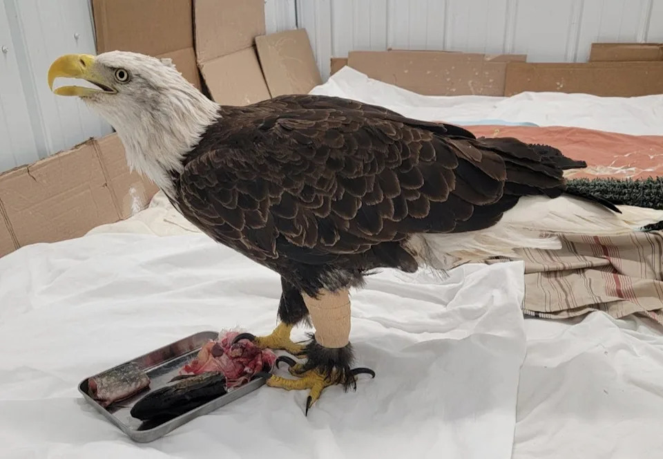 A bald eagle who was found with a near-fatal leg wound in northwest Wisconsin in fall 2024 was healed using fish skin.