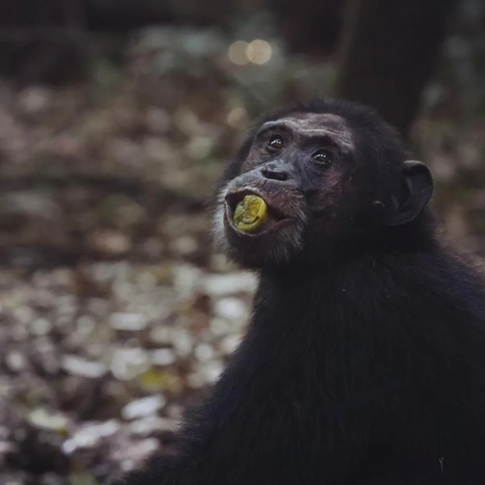 Researchers say that primates’ exposure to alcohol could have impacted human evolution. They eat fermented fruit off the ground which contains ethanol (Catherine Hobaiter/University of St Andrews)