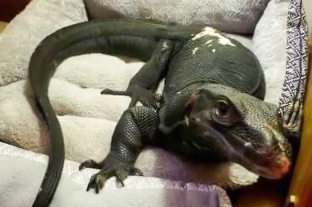 Webster Animal Control/Facebook Goose, a water monitor lizard