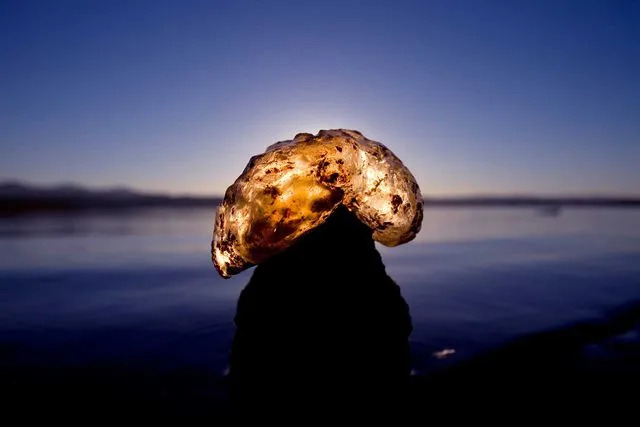 Allen J. Schaben/Los Angeles Times via Getty Bryozoan by lake