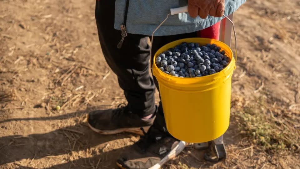 Un balde de arándanos le genera a un trabajador alrededor de US$ 5, menos los impuestos federales y locales. - Evelio Contreras/CNN