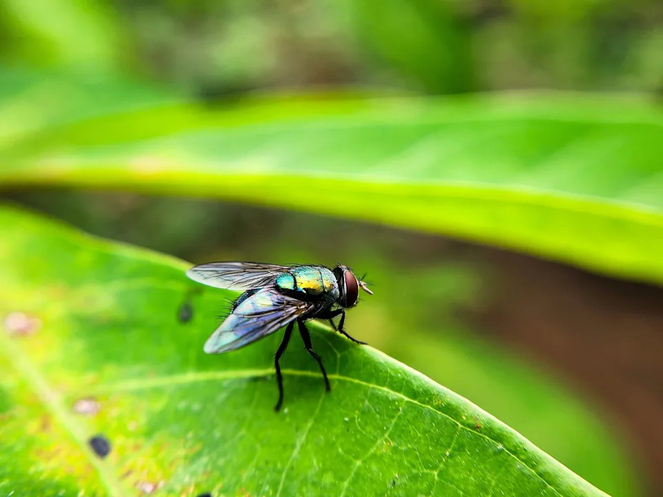 Dinar Bud/Getty Images - PHOTO: The New World screw-worm fly