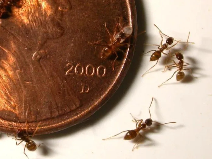 These 'crazy' invasive Florida pests attack mammals, birds and create giant supercolonies
