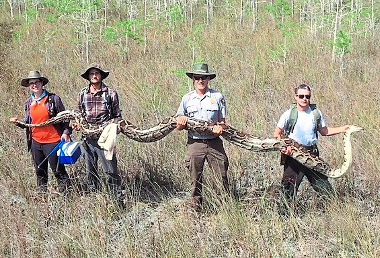 Scientists Sending Robotic Rabbits to Tackle Growing Python Problem in Florida’s Everglades