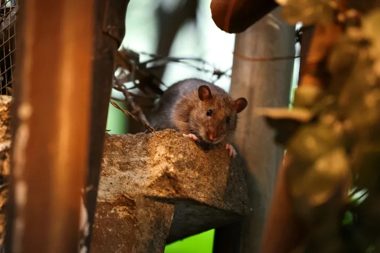 New York declares total war on prolific rat population