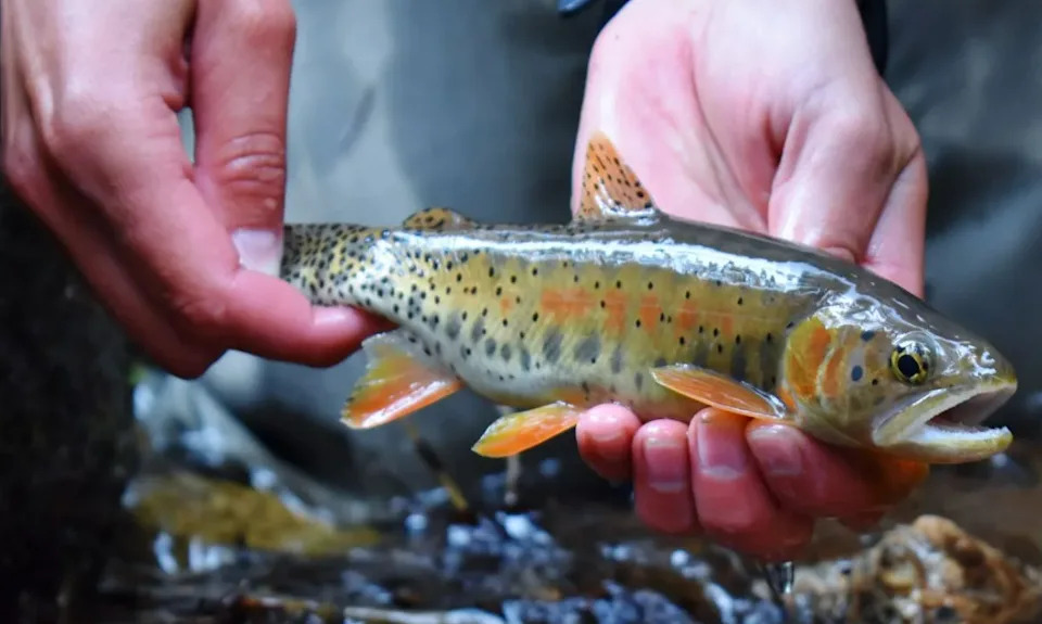 Colorado killing nonnative fish to make room for the state fish, greenback cutthroat trout