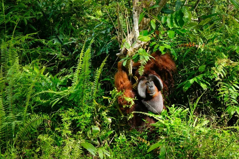 US demand for RVs fuels deforestation on Indonesia's Borneo: NGOs