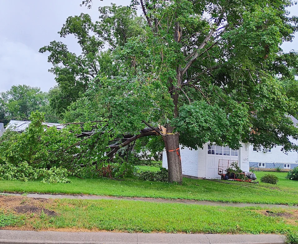 A tree sits snapped in half the morning of July 29 along North Kimball Street in Canton, after storms rolled through with strong winds July 28.