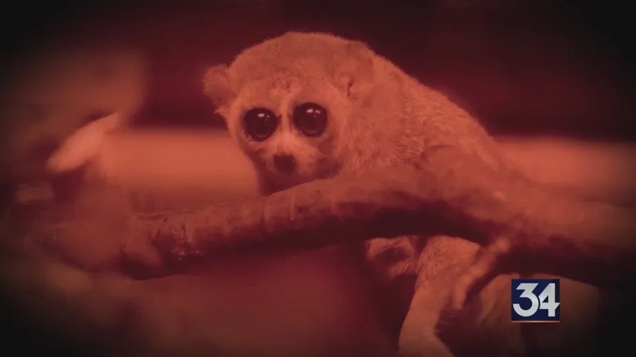 Destination New York: Bronx Zoo Darkness