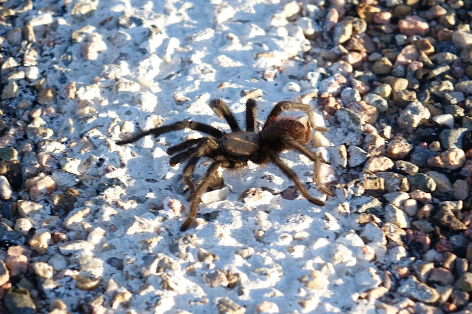A male blonde tarantula crosses a road in southern Colorado while searching for a mate.