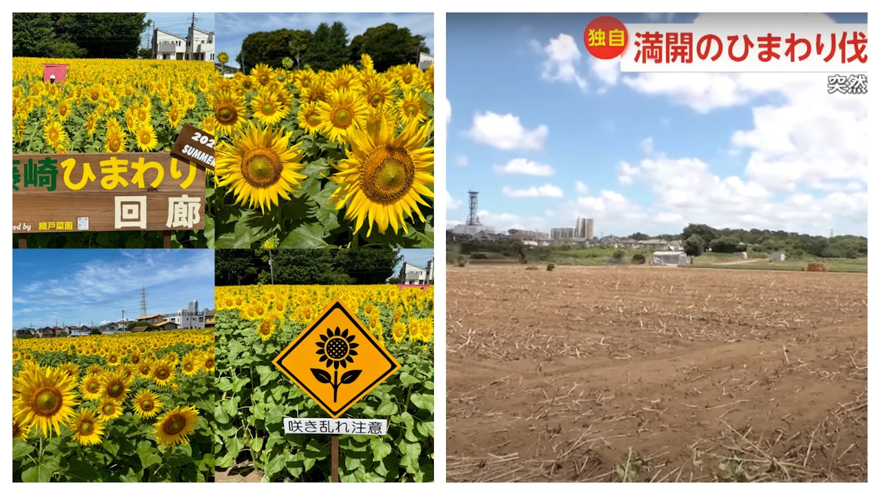 日本千葉大熱向日葵花田一夜消失　田主不堪外國客湧入夷平｜有片