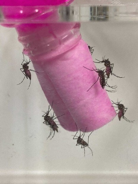 蚊の恋を妨害　繁殖防ぐ仕組み発見　名古屋大教授らの研究チーム
