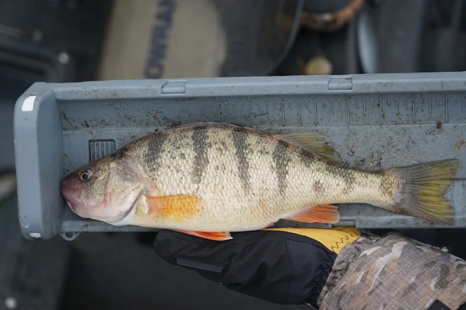 A 12-inch-long yellow perch caught by an angler Dec. 29, 2024 in the Milwaukee harbor of Lake Michigan.