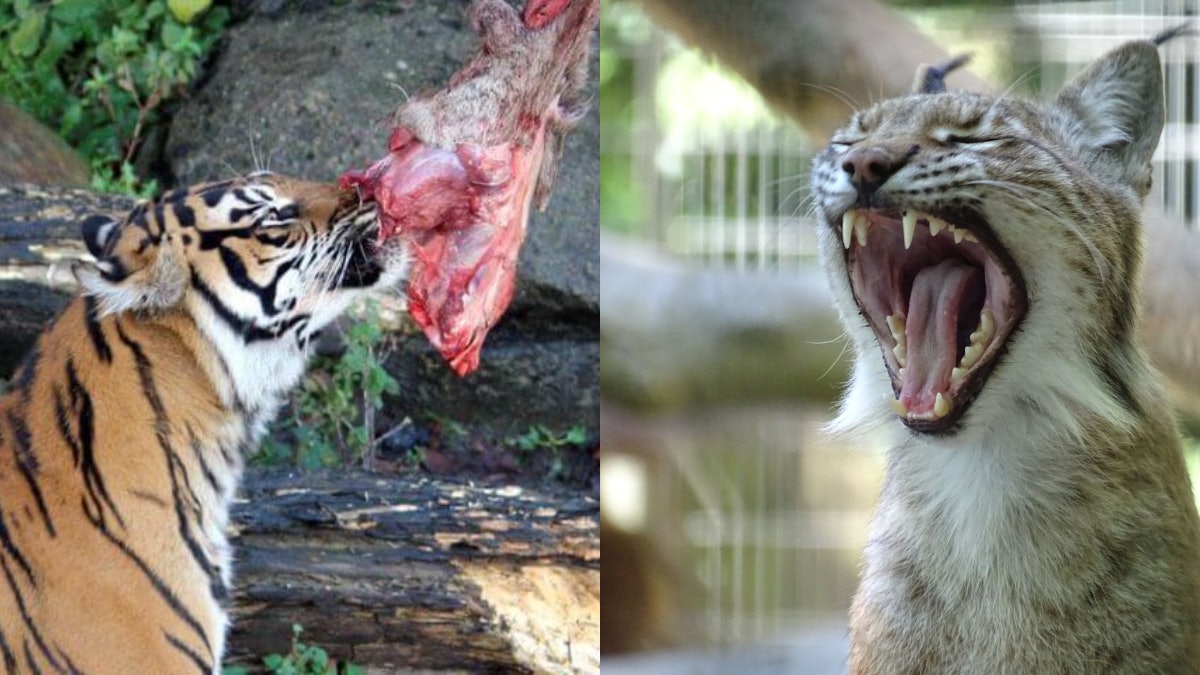 丹麥動物園徵集棄養寵物餵猛獸　稱「有責任仿大自然食物鏈」
