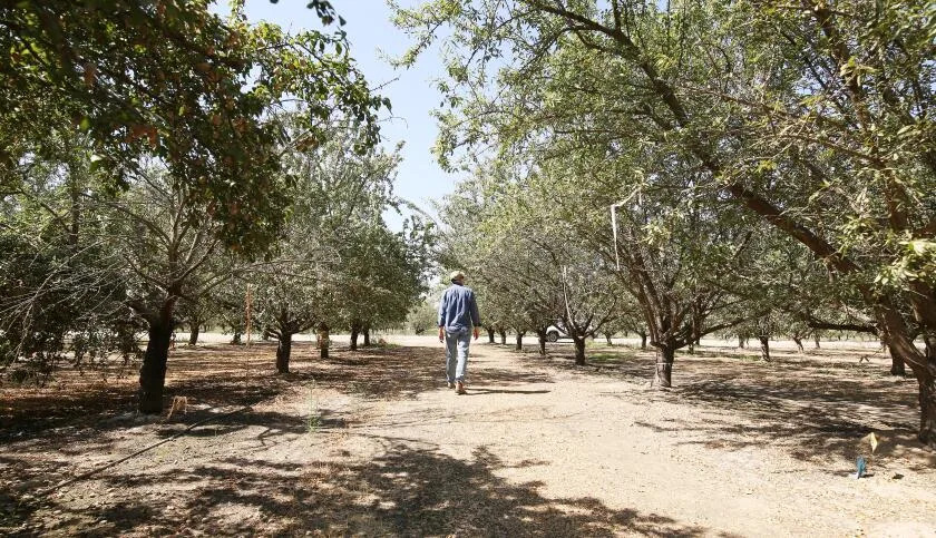 Rats! More than 100,000 acres of almond orchards across Central California are infested