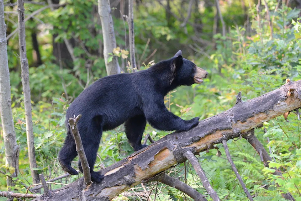 Does Louisiana have a state animal? Learn about Louisiana's state animals here