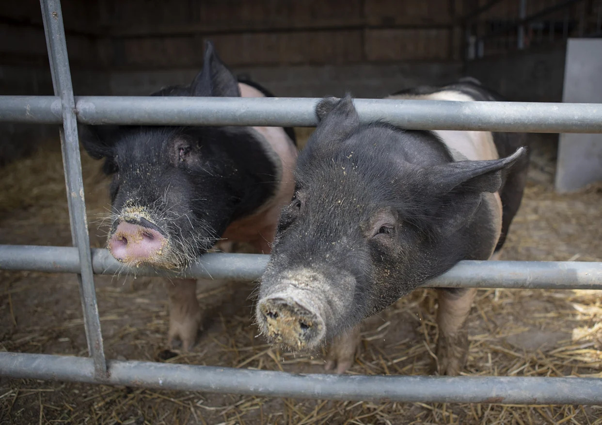 Ohio creek turns red from pig manure. Ohio EPA steps in. What's being done about it?