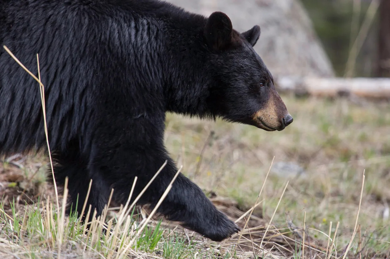 Florida Commission Unanimously Approves Black Bear Hunt, Despite Anti-Hunting Rhetoric