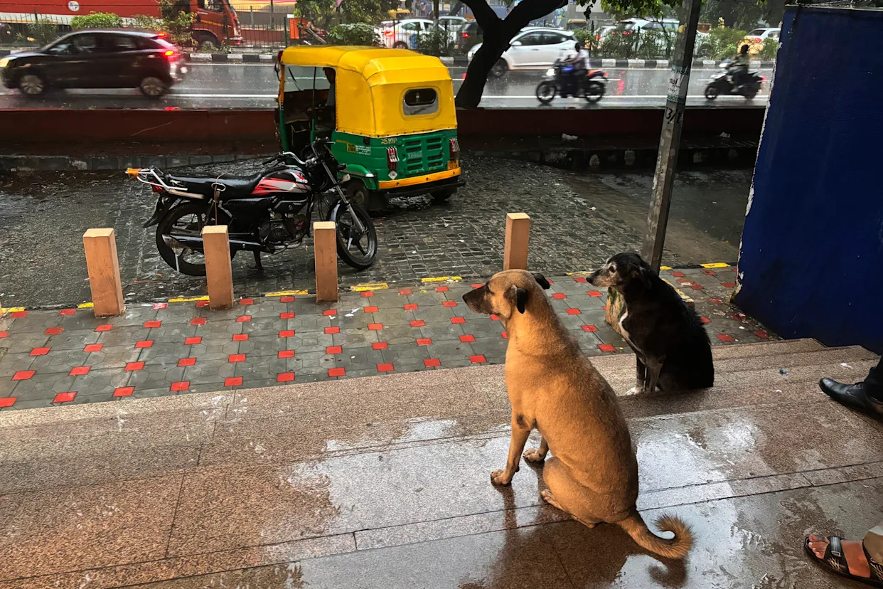 India's top court orders stray dogs to be removed from New Delhi streets