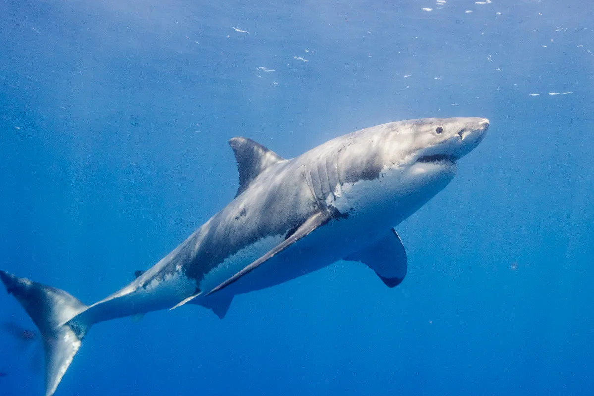 Maine Police Release Video of Possible Great White Shark Lurking Near Popular Beaches