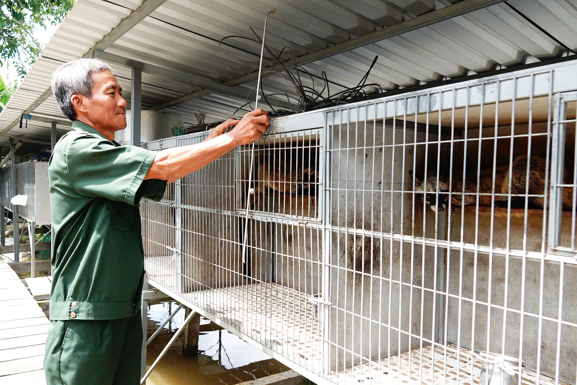 Quyết nuôi con đặc sản dù vợ phản đối, lão nông Vĩnh Long thu bộn tiền