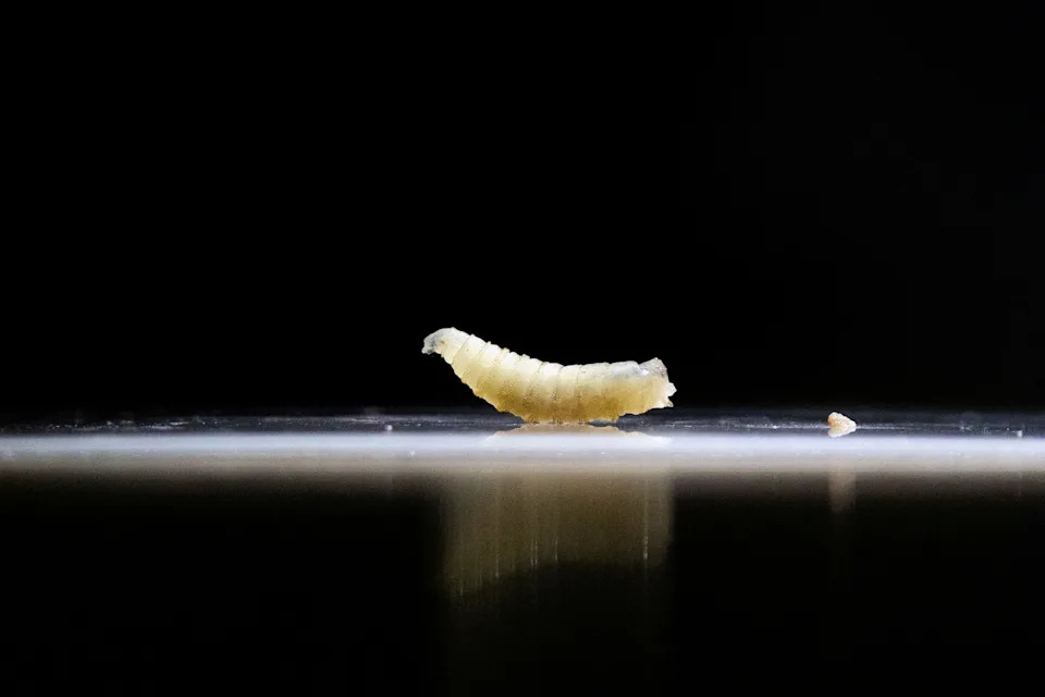 A sample of screwworms collected in the morning are displayed at the veterinary clinic as the Mexican government and ranchers struggle to control the spread of this flesh-eating pest, in Tapachula, Chiapas state, Mexico July 4, 2025.