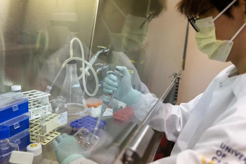 Los Angeles, CA - August 19: Staff research associate Yixuan Zhou sorts stem cells at the Geschwind Lab on Tuesday, Aug. 19, 2025 in Los Angeles, CA. (Juliana Yamada / Los Angeles Times)