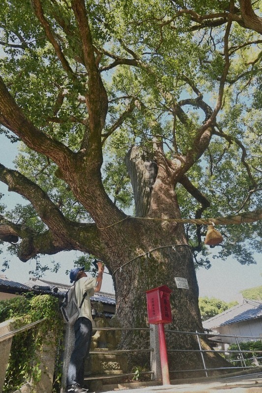 山王神社の被爆クスノキ＝長崎市で2025年7月29日午後3時10分、添谷尚希撮影