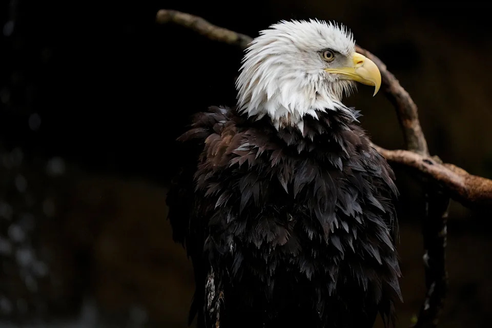 A bald eagle at the Cincinnati Zoo & Botanical Garden on March 31.