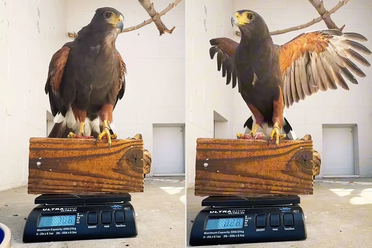 Missing Hawk Returns to California Zoo After 15 Months: ‘Ripley Is Home!’