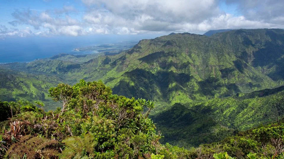 Honeycreepers have retreated to mountainous areas on islands such as Kauai. - San Diego Zoo Wildlife Alliance