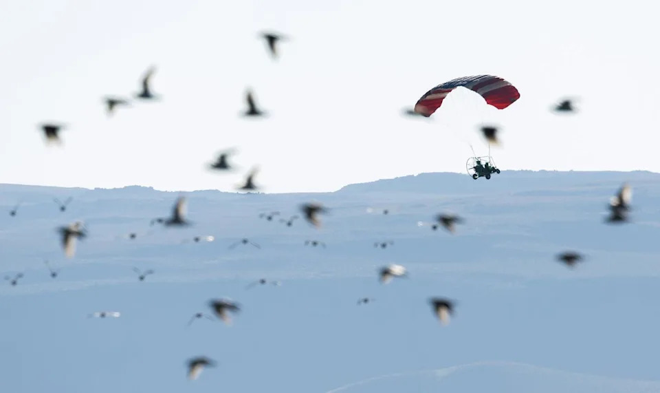 A paraglider flies over a flock of birds