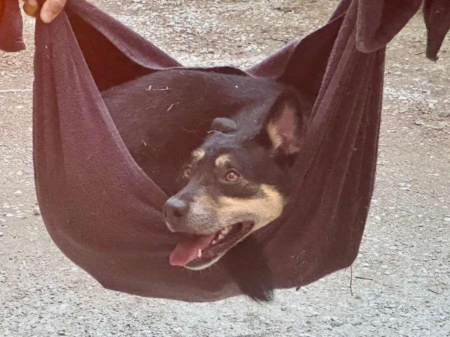 Team members carried a dog to safety on Aug. 16. (Wolfe County Search and Rescue Team)