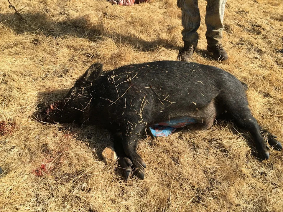 Californian authorities have issued warnings after trappers again reported finding wild pigs with ‘bright blue’ flesh. Another instance of the phenomenon was reported in 2015 by Imgur user GlendilTEK (GlendilTEK/imgur)
