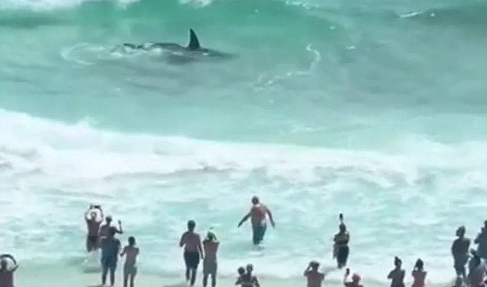 VIDEO: Shark, stingray get into tussle off the coast of Panama City Beach, Florida