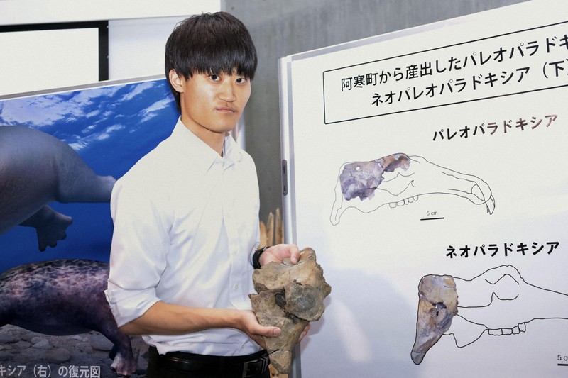 絶滅種「ネオパラドキシア」の化石、日本で初確認　世界4例目