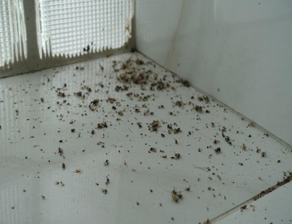 Los inspectores también encontraron fugas en las ventanas y decenas de insectos muertos (Foto suministrada)
