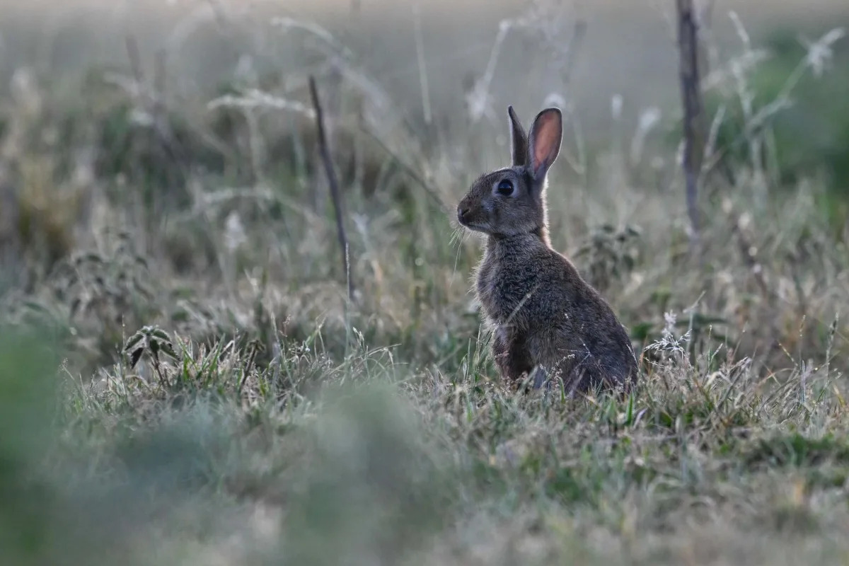 Rabbits With 'Tentacles' & Horns Spotted in Colorado Amid Virus Fears. See Photos