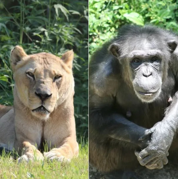 Male lion, female chimpanzee pass away at Kansas City Zoo