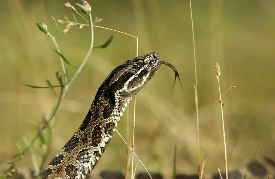 The only venomous snake in Michigan, the Eastern massasauga rattlesnake.