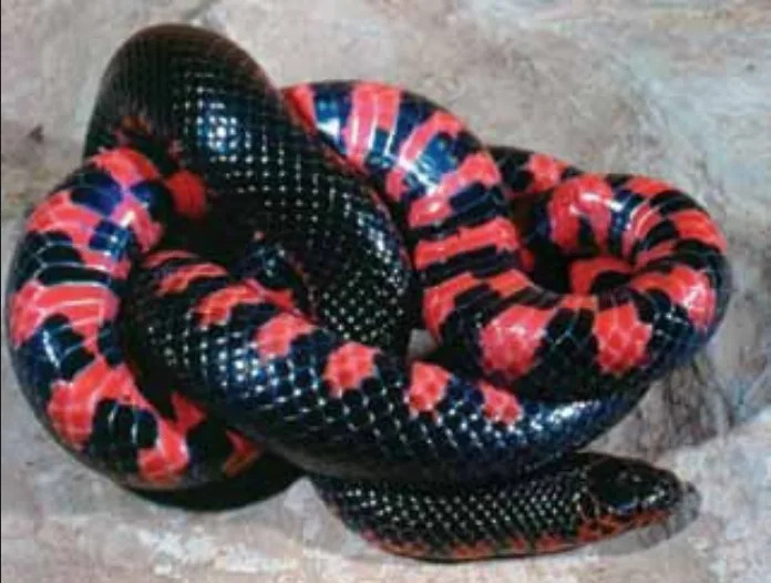Western mud snake (John MacGregor | Kentucky Department of Fish and Wildlife)