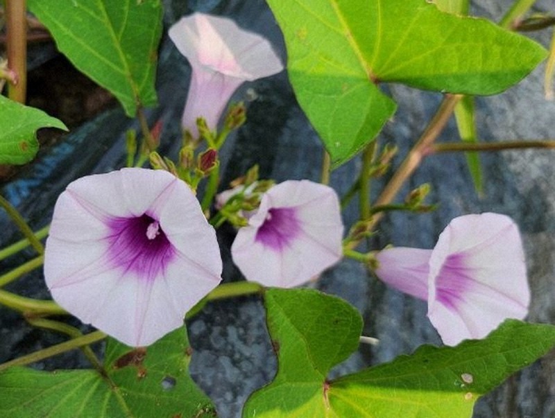 猛暑影響？　サツマイモの花が開花、本州では珍しく　奈良・三郷