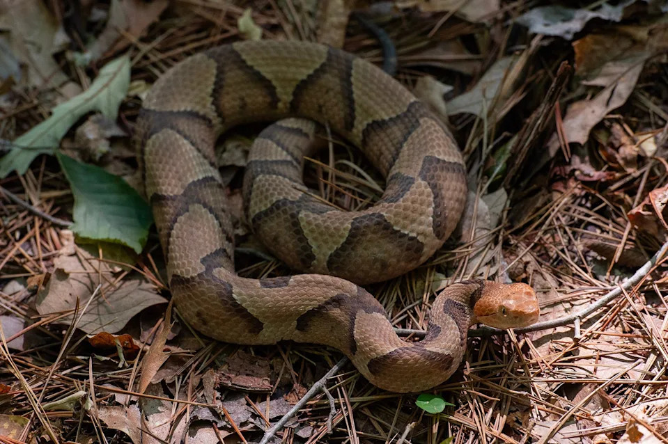 Tennessee hiker dies after picking up venomous snake. What kind was it? Does Illinois have them?